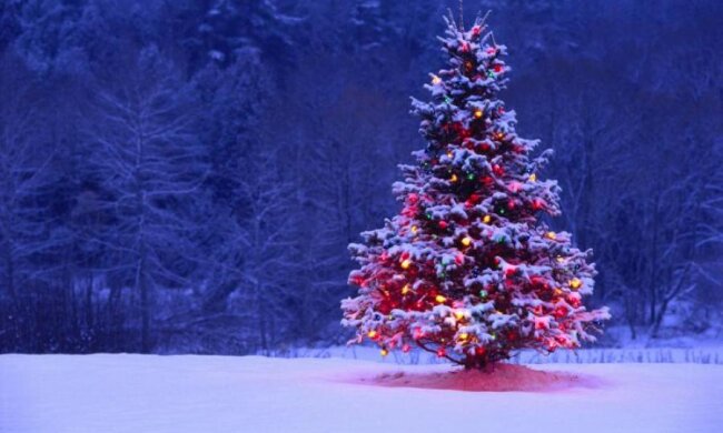 Как выбрать елку на Новый год 2018