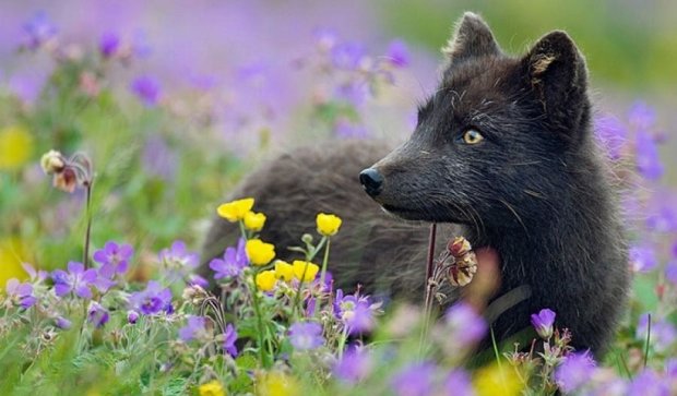 Краса рідкісних чорних лисиць (фото)