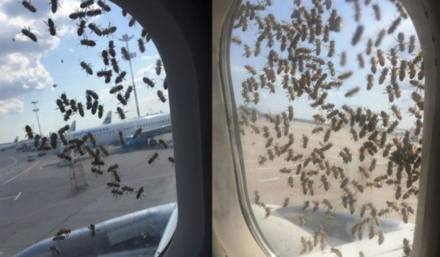 Рой пчел атаковал самолет в московском аэропорту