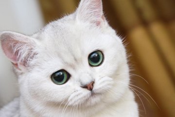 Ученые доказали: коты нас понимают, просто игнорируют