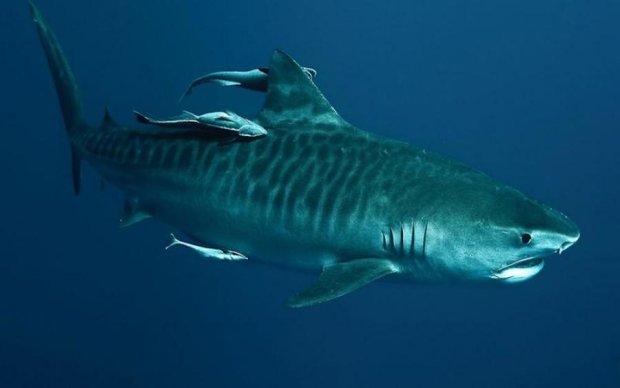Завораживающе: фотограф засек акулу в тоннеле из рыб