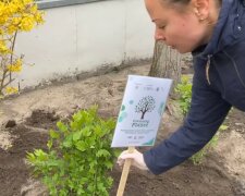 высадка деревьев, скриншот из видео