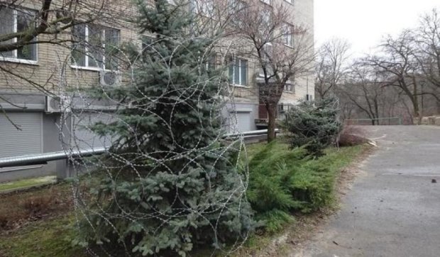 Российские елки "украсили" колючей проволокой (фото)