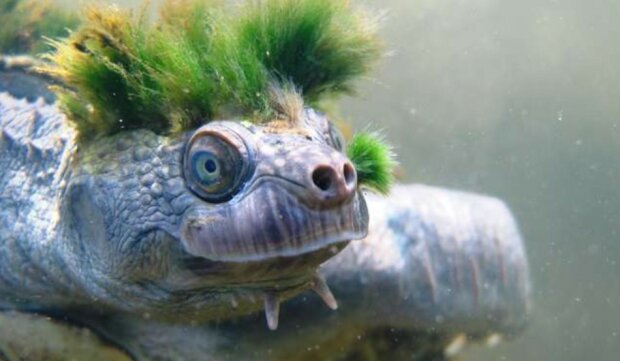 Черепаха-панк, фото з вільних джерел