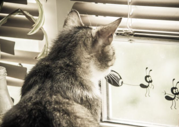 Котик, фото из свободных источников