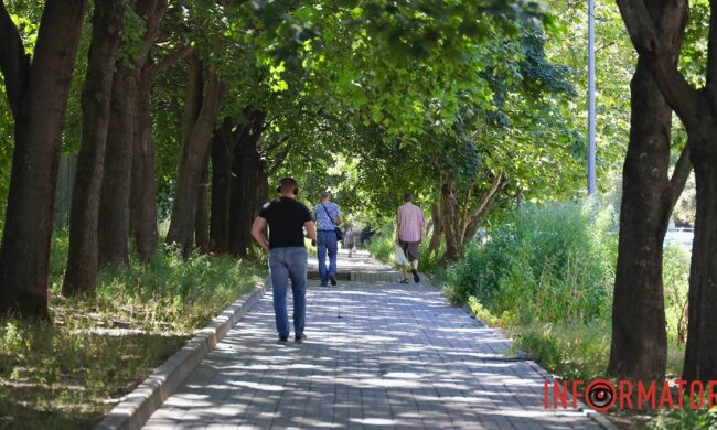 Амброзия на улицах Днепра, август 2026