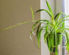 Кімнатні рослини / фото: Pinterest