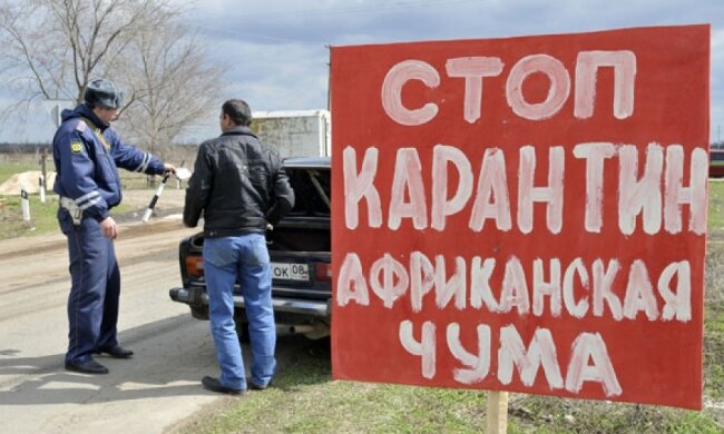 Через африканську чуму забили 48 тисяч свиней