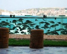 Мешканець Туреччини обгородив шикарну віллу парканом-акваріумом
