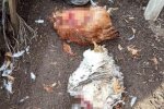 Чупакабра в курнику: українцям показали злочини чудовиська з вовчою пащею