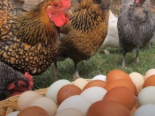 Куриные яйца. Фото: скриншот youtube