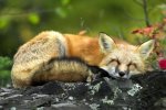 Захоплює дух: приголомшливі тварини, що потрапили у фотопастку