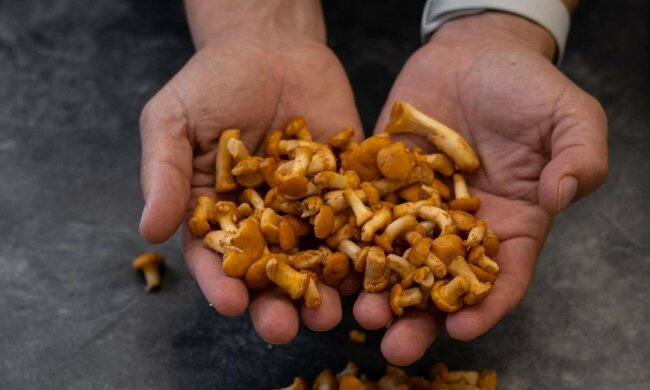 лисички, фото: Володимир Ярославський / Instagram