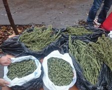 Чоловік на Запоріжжі зберігав вдома марихуану на мільйон гривень (фото)