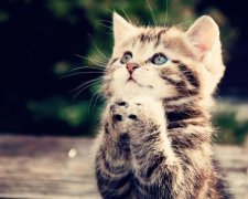 Живодер загремел в тюрьму за издевательство над котятами