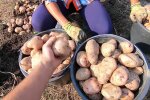 Вирощування картоплі, скріншот: YouTube