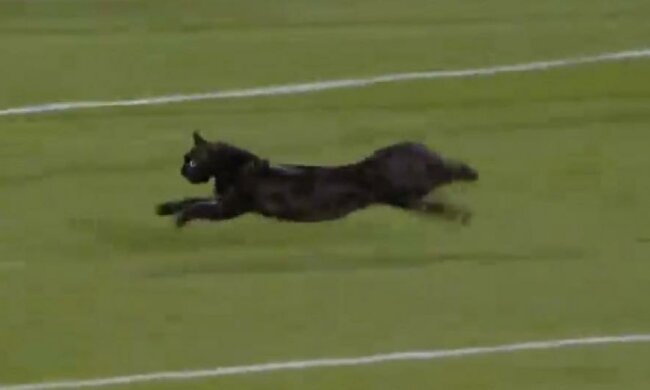 Кіт ледь не зірвав футбольний матч в Голландії (відео)