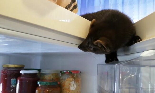 Дієтологи попередили про приховані небезпеки "цілющого" голодування