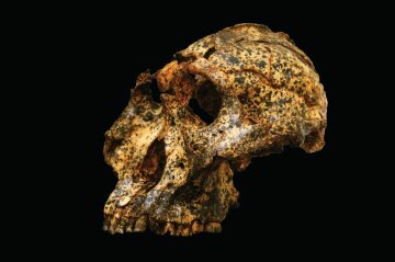 Череп Paranthropus robustus, фото Університету Ла Троба