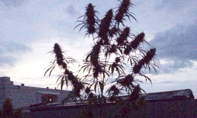 Житель Львовской области выращивал коноплю во дворе (фото)