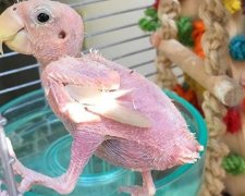 Хвора папуга стала новою зіркою Instagram