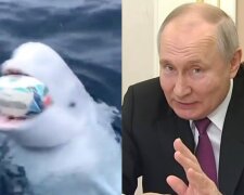 Владимир путин и белуга, кадры из видео