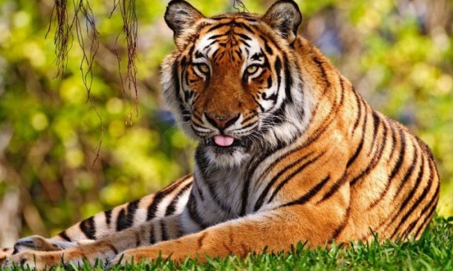 Міжнародний день тигра 29 липня: цікаві факти, про які ви точно не знали