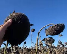 Подсолнечник, скриншот с видео