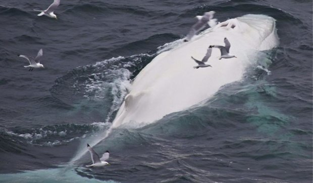 Заворожує: дрон показав граціозних білих китів (відео)