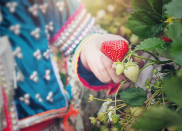 Клубника, изображения из свободных источников