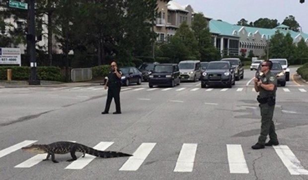 Американські  поліцейські зупинили рух авто заради алігатора