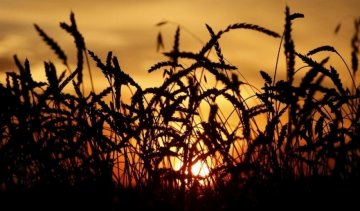 Акції найбільших агропідприємств виставлять на продаж 
