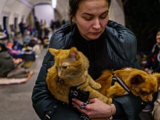 Тварини у укритті