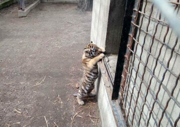 У пары амурских тигров из Одесского зоопарка родился детеныш, фото Facebook