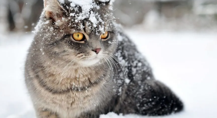 Погода, снег, котик, фото из соцсетей