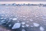 Фото: "Медузы" в Азовском море