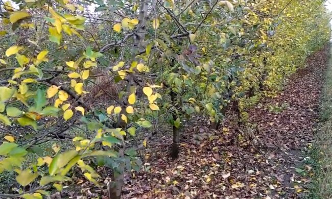Підготовка саду до зими, скріншот з відео