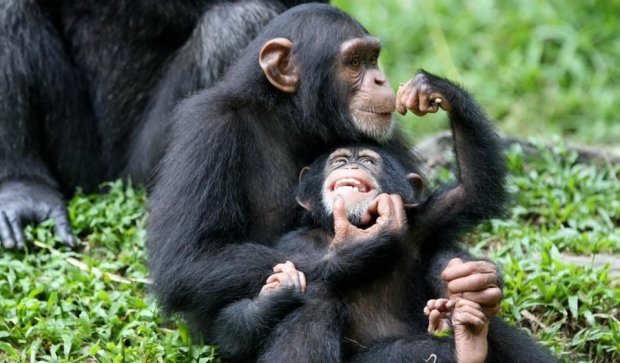 Шимпанзе спростували міф про свою агресивність