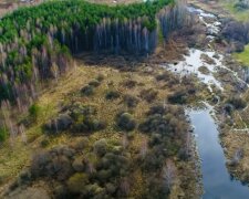 Зеленский пересчитает деревья в затопленном Прикарпатье