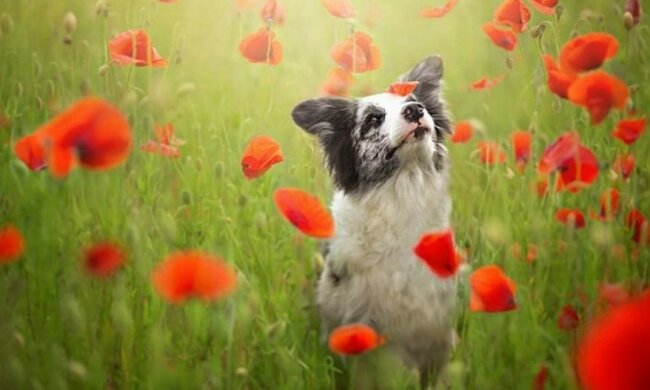 Топ-20 песиков, которые поражают поведением (фото)