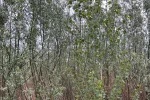Ивовый лес на месте Каховского водохранилища