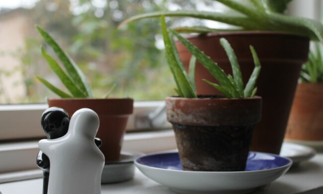 Алое, фото: Pxhere