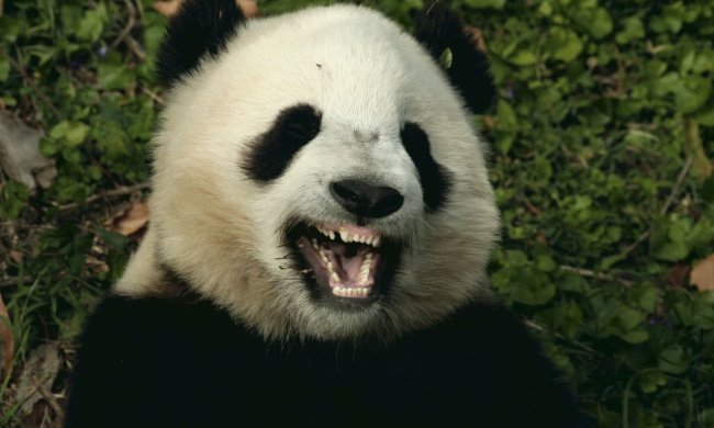 Анекдоти на 20 жовтня змусять вас луснути зі сміху