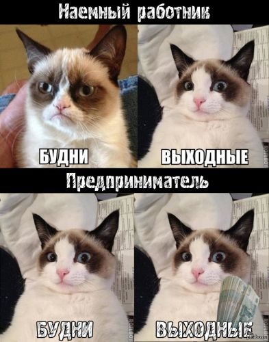 В Сети вспоминают лучшие мемы с Grumpy Cat