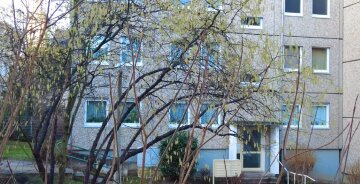 Ліщина дерево фото