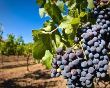 Російський бізнес прибирає до рук виноградники в Масандрі
