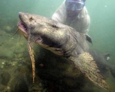 У мережі показали гігантського сома, що відлякує водолазів