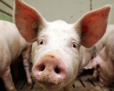 Чума свиней повернулась у чотири області України