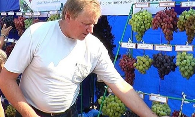 На Харківщині обрали найбільше виноградне гроно (фото)