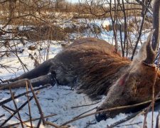 Главный "циркач" Украины оказался жестоким убийцей: фото 18+